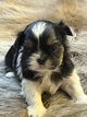 Shih Tzu chiots