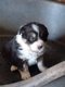 Magnifique chiot Border Collie