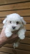 Bichon maltais