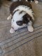 Magnifique chiots border collie
