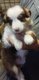 Magnifique chiots border collie