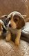 Chiot beagle