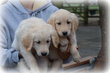 Chiots Golden Retriever