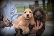 Chiots Cocker Spaniel Anglais