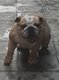 Femelles bulldog anglais