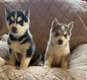 Chiot husky à la réservation