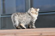 Chaton Tabby poil long