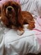 Cavalier king Charles mâle de 8 mois  🏡