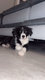 Chiot border collie