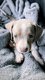 Teckel nains poils ras isabelle piebald