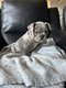 Chiots Bouledogue Français