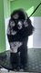 Caniche moyen noir femelle