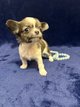 Chiots chihuahua