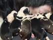 Chiot border collie à vendre