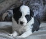 Chiot border collie à vendre