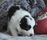Chiot border collie à vendre