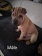 Shar-peï à vendre