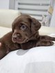 Vendre Chiot labrador chocolat