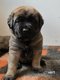 Chiots Mastiff Anglais avec pédigree