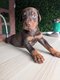 Chiots dobermans