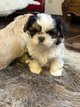 Lhassa apso chiots