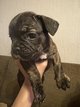 Bouledogue français