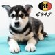 Superbes chiots Husky à vendre