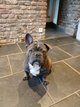 Rosie - bouledogue français - à donner