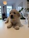 Chiots Golden Retriever