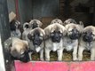 Chiots berger d Anatolie