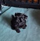 Chiots de race rare Affenpinscher à réserver