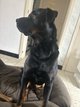 Rottweiler à donner