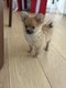 Chiot Spitz croisé Chihuahua,