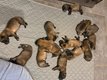 Chiots Berger belge malinois fauve très...