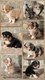 Chiots Berger Australien
