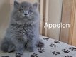 3 beaux chatons British bleus