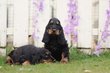 Cocker Anglais, chiots Belges