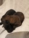 Superbes chiots malinois