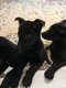 Superbes chiots malinois