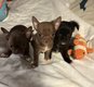 3 magnifiques chiots chihuahuas