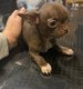 Dernier chiot chihuahua mâle de disponible