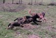 Chiots berger malinois