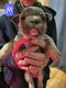 Adorables bouledogues français à réserver