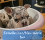 Adorables bouledogues français à réserver
