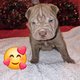Sharpei