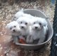 Bichons maltais superbes  chiots disponibles