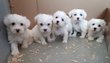 Bichons maltais  chiots disponibles