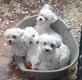 Bichons maltais  chiots disponibles