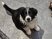 Border collie mâles noir et blanc