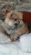 Adorable chiot Loulou Poméranie disponible